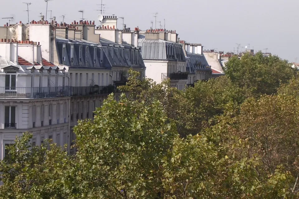 Paris Trees